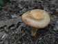 Fakó szőrgomba (Lactarius mairei), Budai-hegység